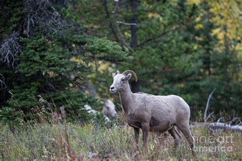 what is a female bighorn sheep called